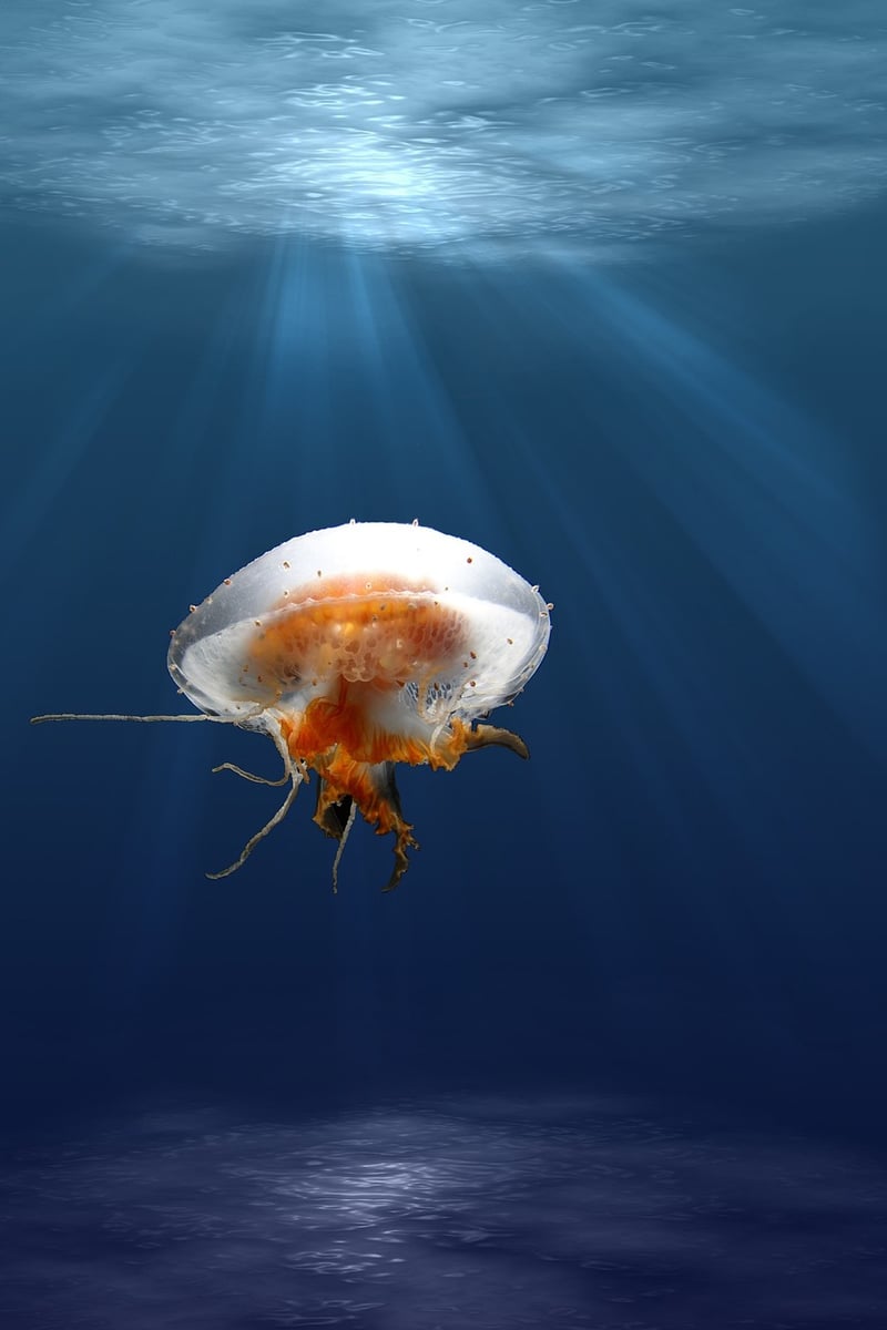Marine Life
