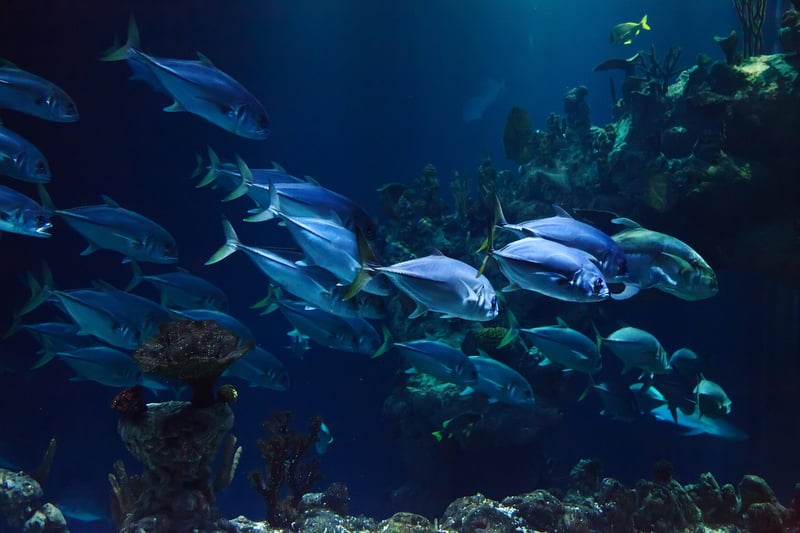 Ocean Depths